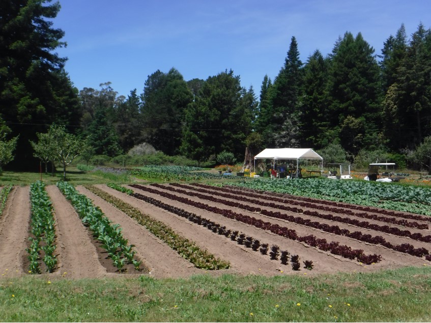 LR Farm